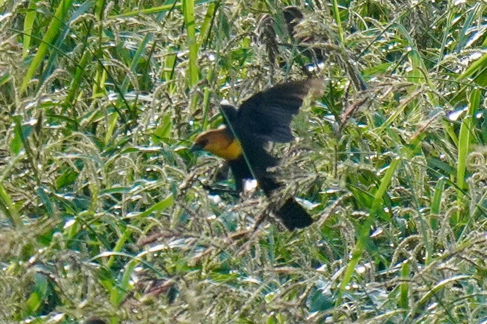 Yellow-headed Blackbird - ML642994001