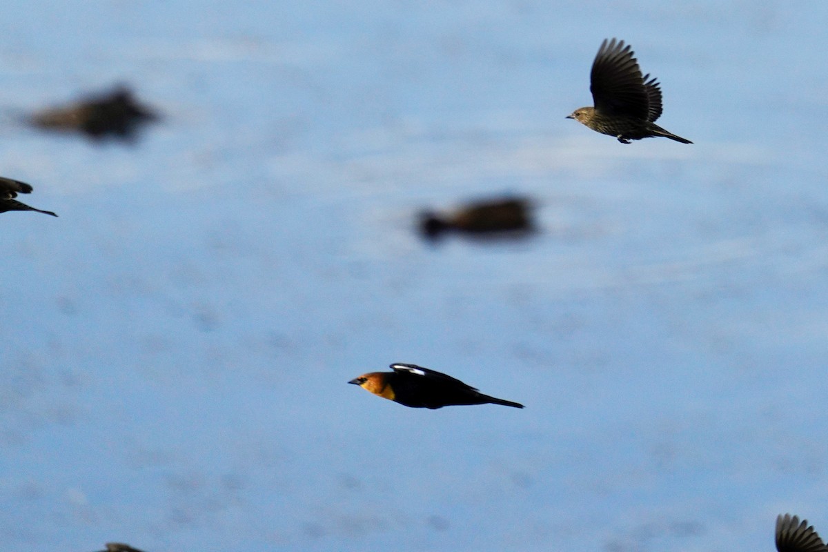 Yellow-headed Blackbird - ML642994002