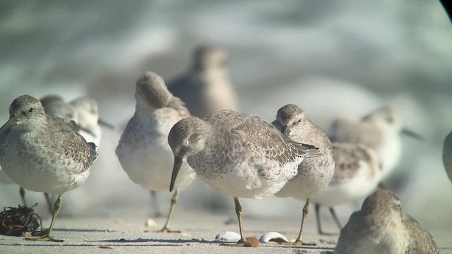 Red Knot - ML642994037