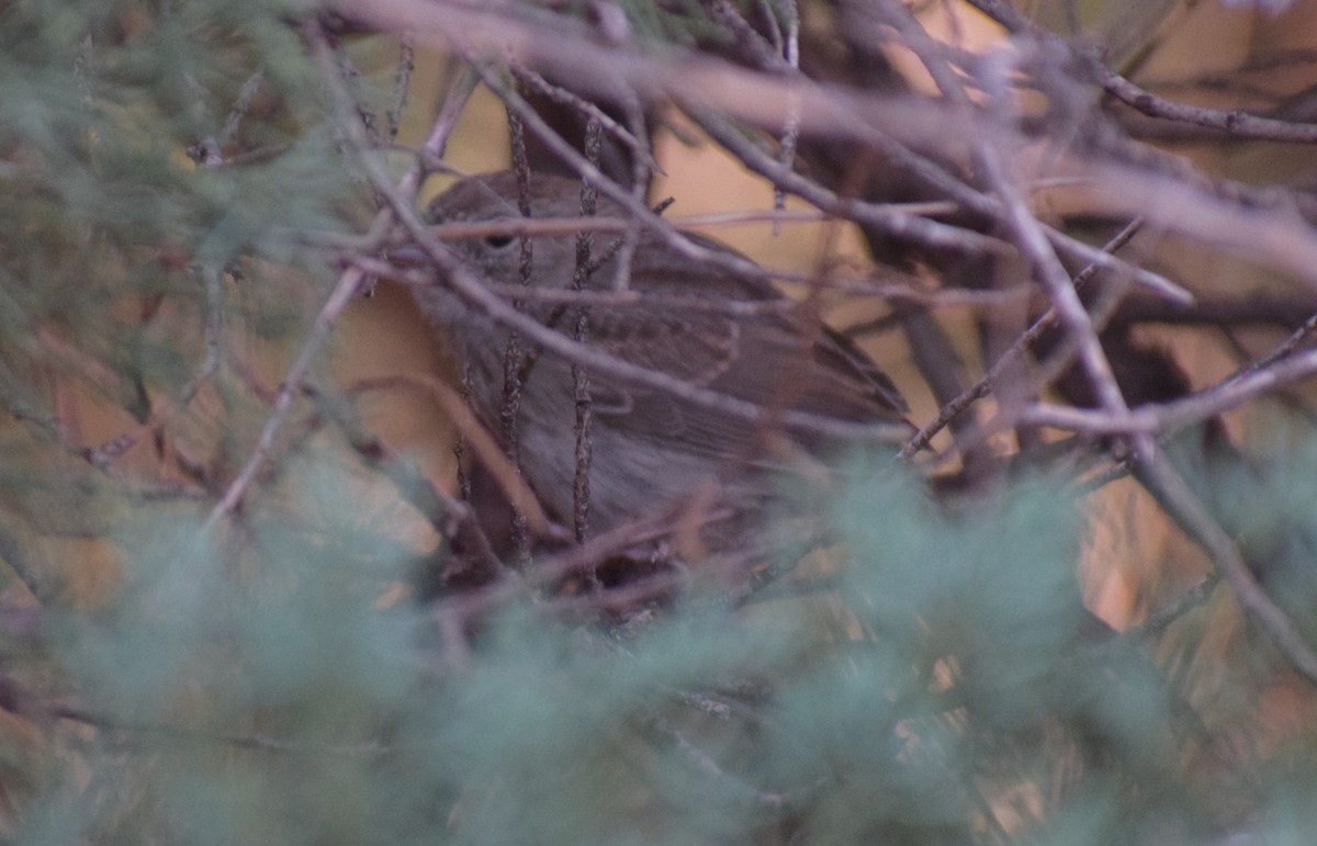 Rufous-crowned Sparrow - ML642994039