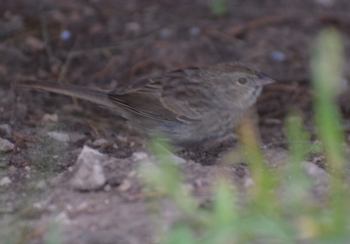 Rufous-crowned Sparrow - ML642994040
