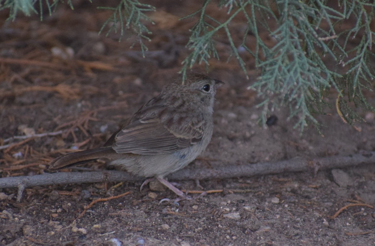 Rufous-crowned Sparrow - ML642994041