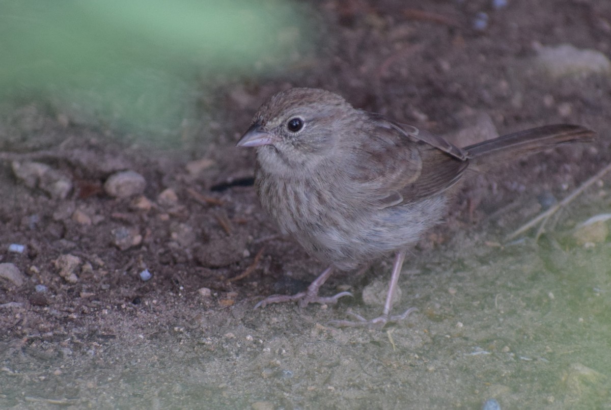 Rufous-crowned Sparrow - ML642994042