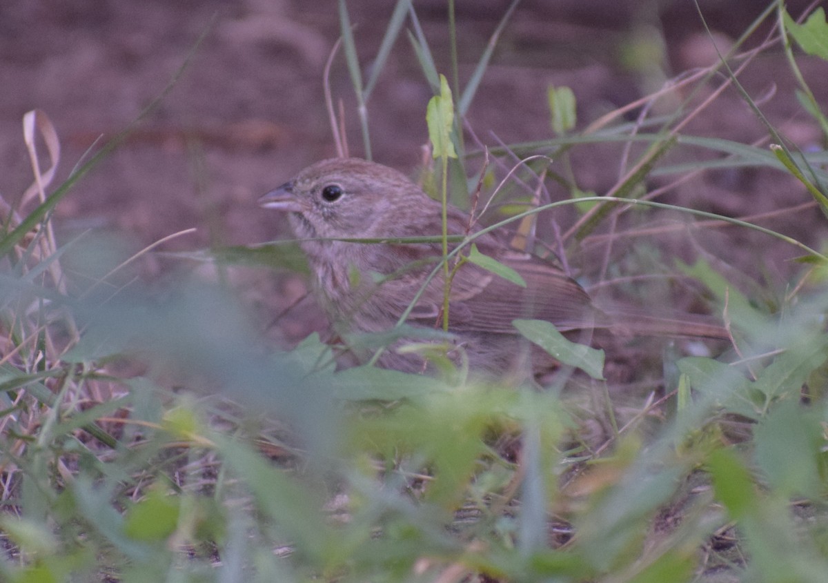 Rufous-crowned Sparrow - ML642994043