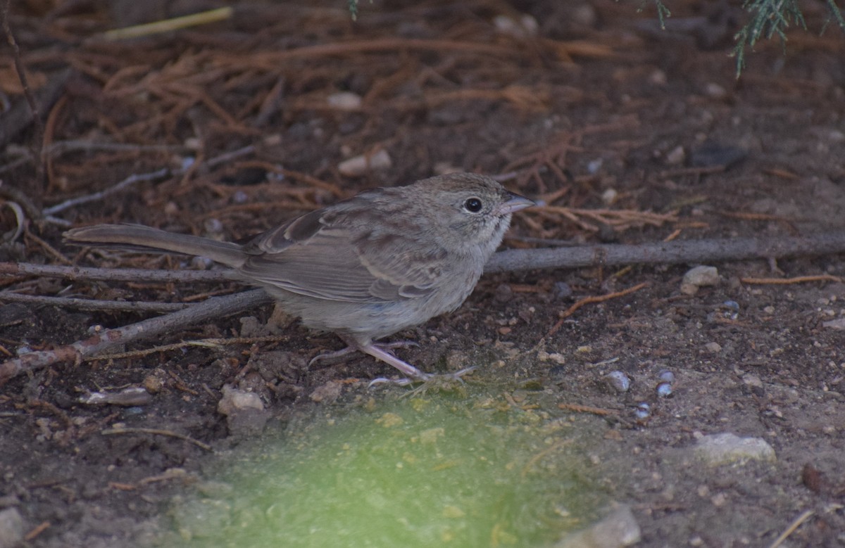 Rufous-crowned Sparrow - ML642994046