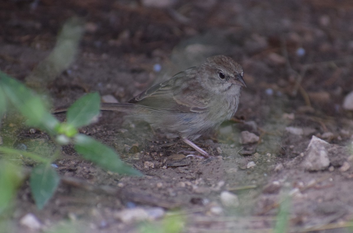 Rufous-crowned Sparrow - ML642994047