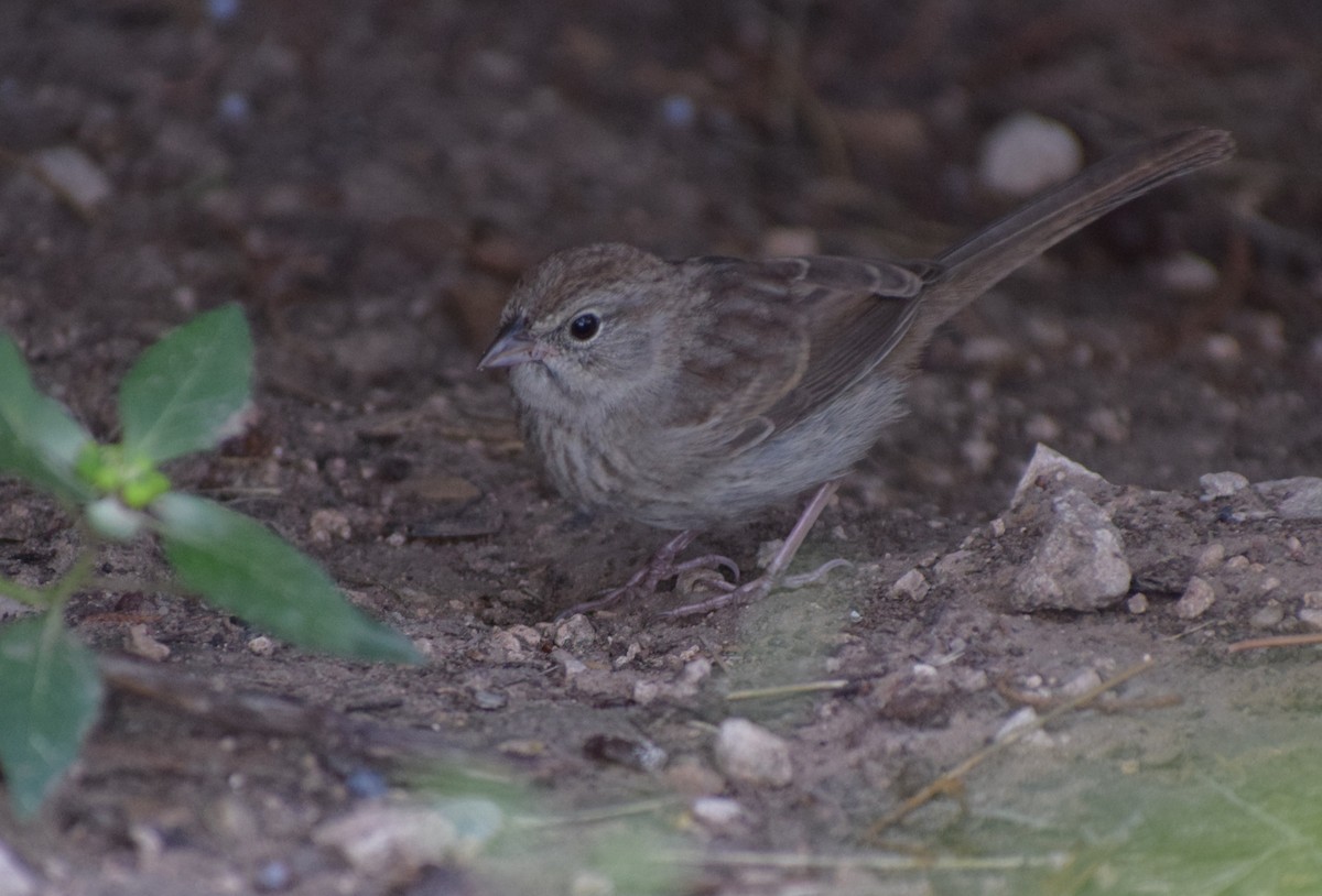 Rufous-crowned Sparrow - ML642994048