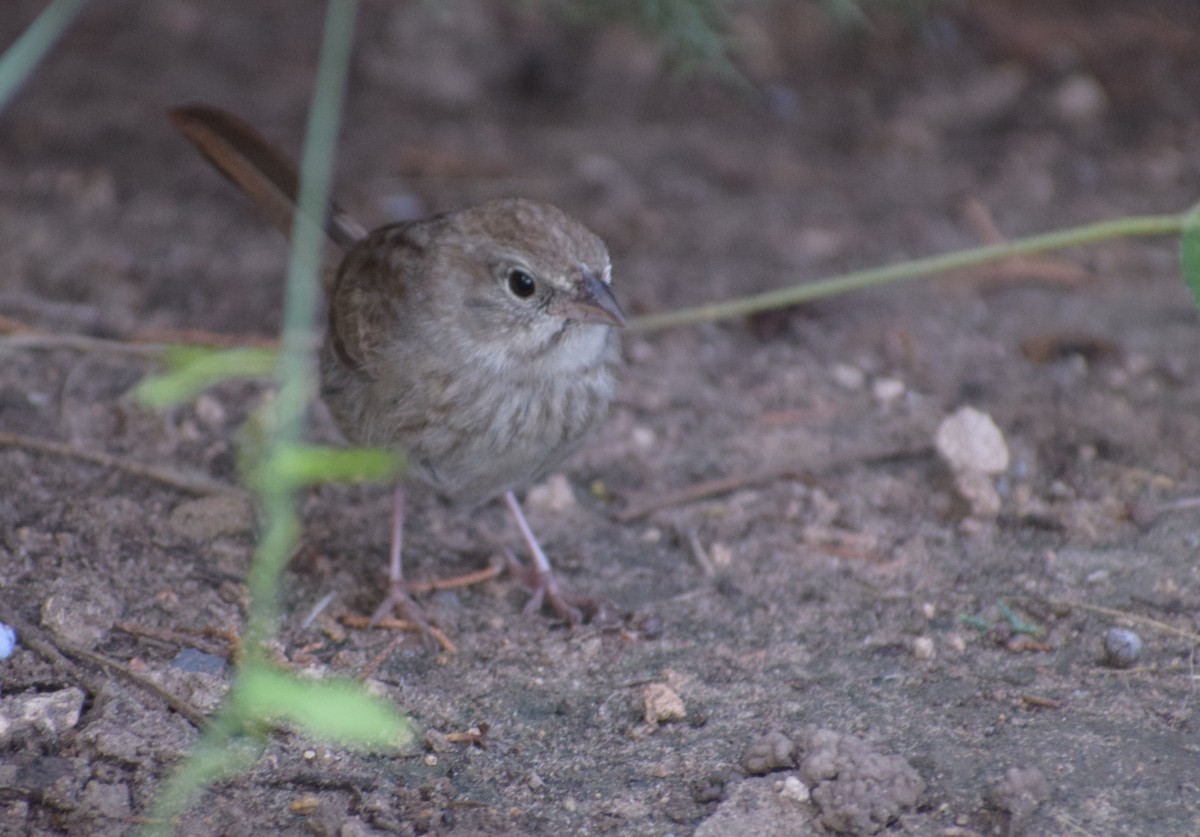 Rufous-crowned Sparrow - ML642994049