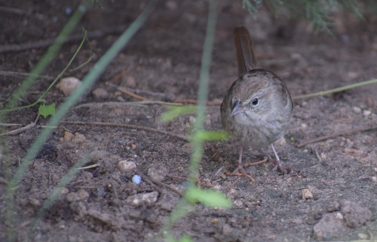 Rufous-crowned Sparrow - ML642994050