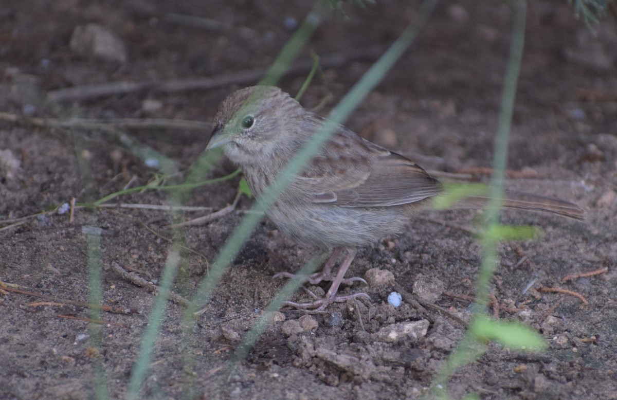Rufous-crowned Sparrow - ML642994051