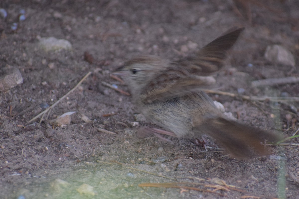 Rufous-crowned Sparrow - ML642994052