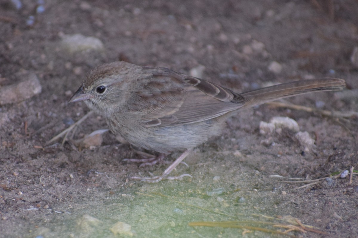 Rufous-crowned Sparrow - ML642994053