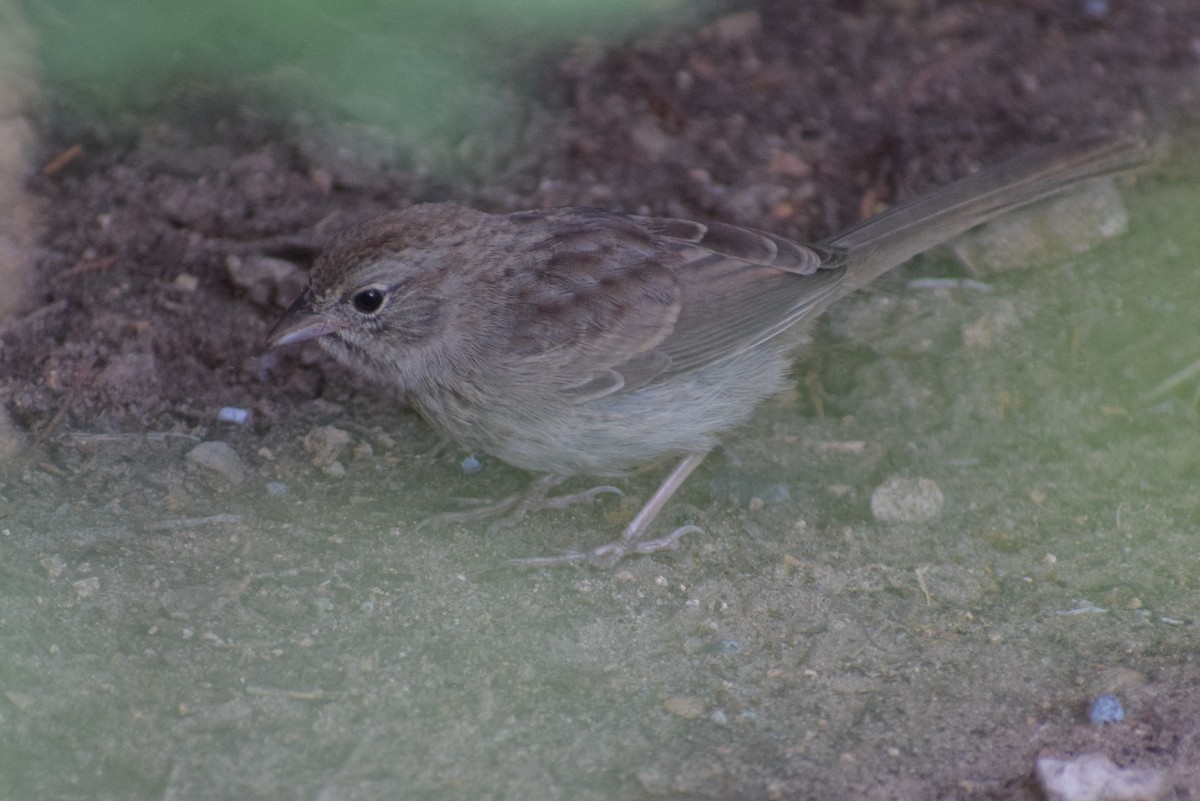 Rufous-crowned Sparrow - ML642994054