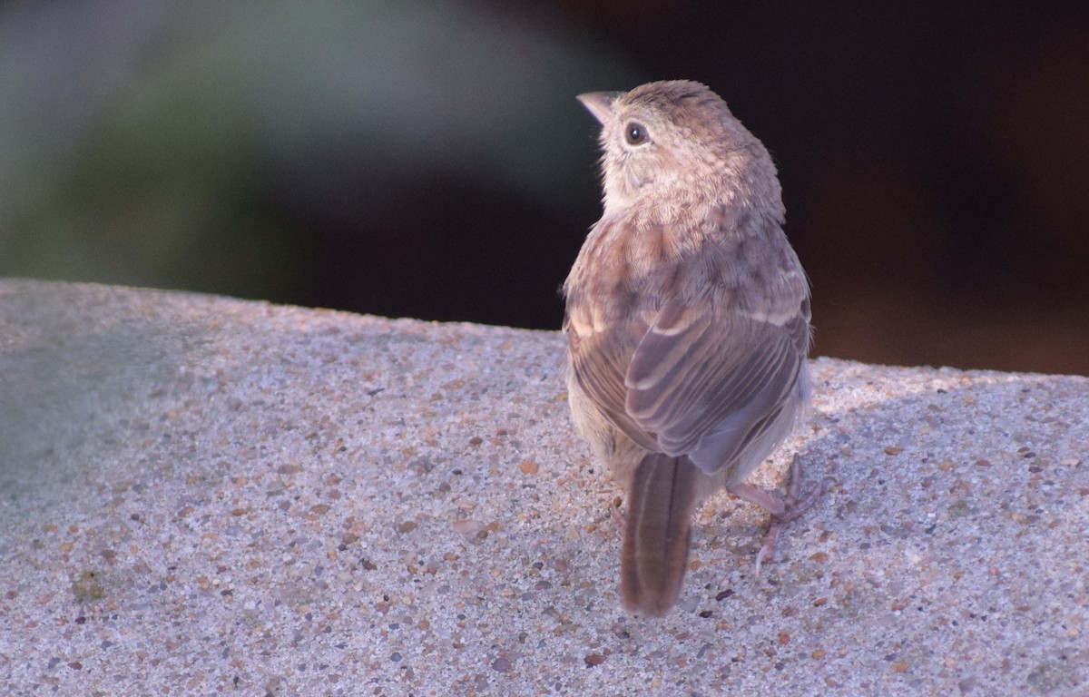 Rufous-crowned Sparrow - ML642994055