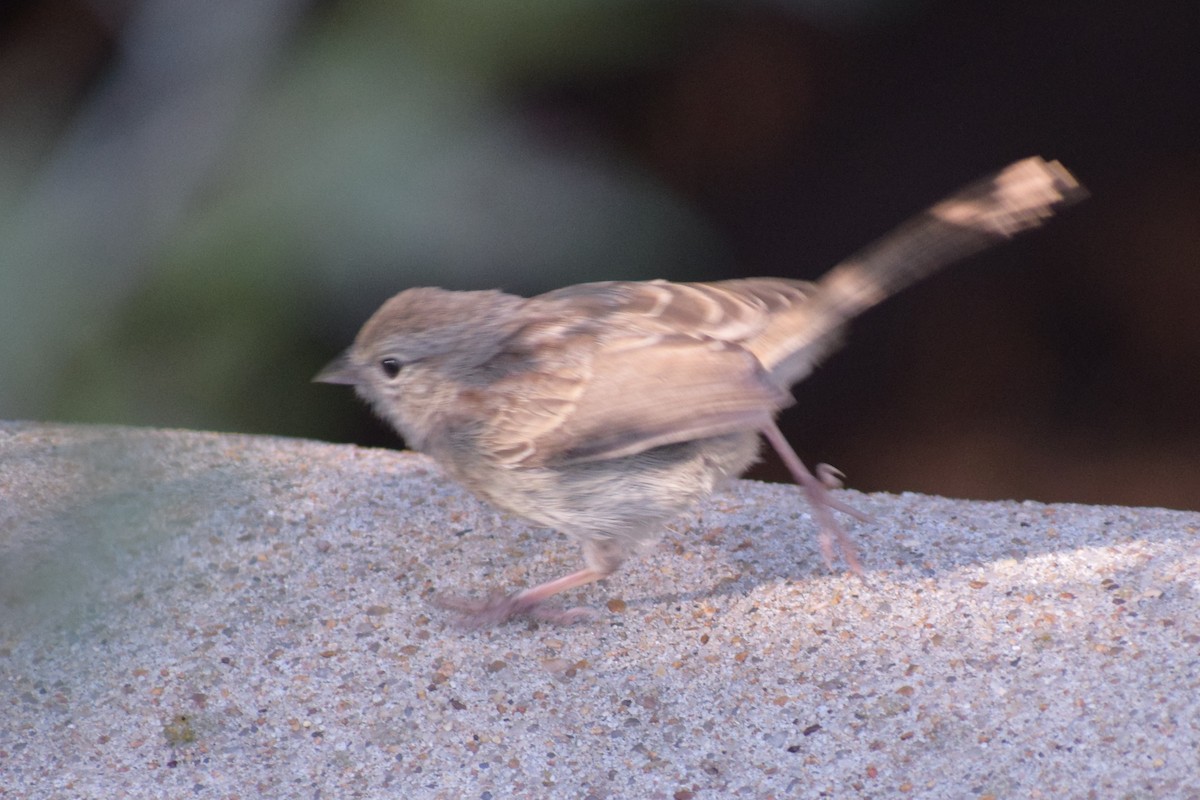 Rufous-crowned Sparrow - ML642994056
