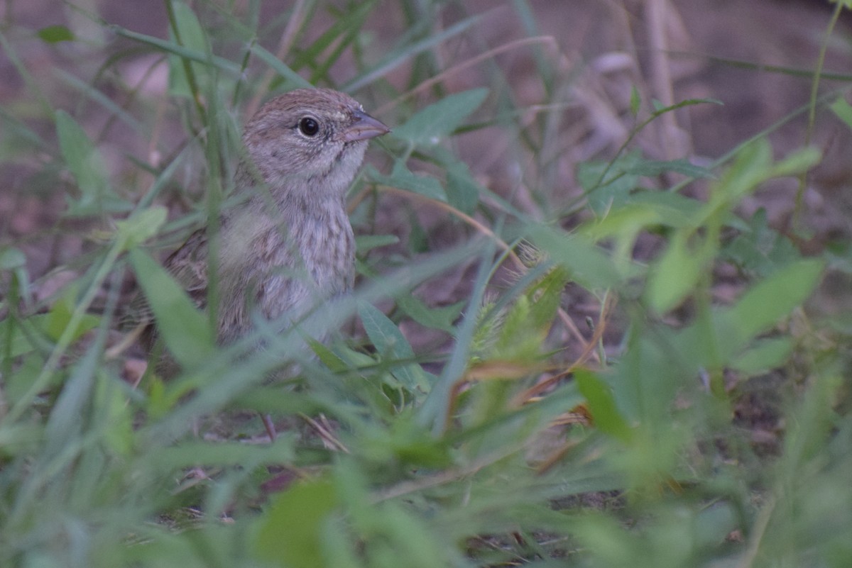 Rufous-crowned Sparrow - ML642994058