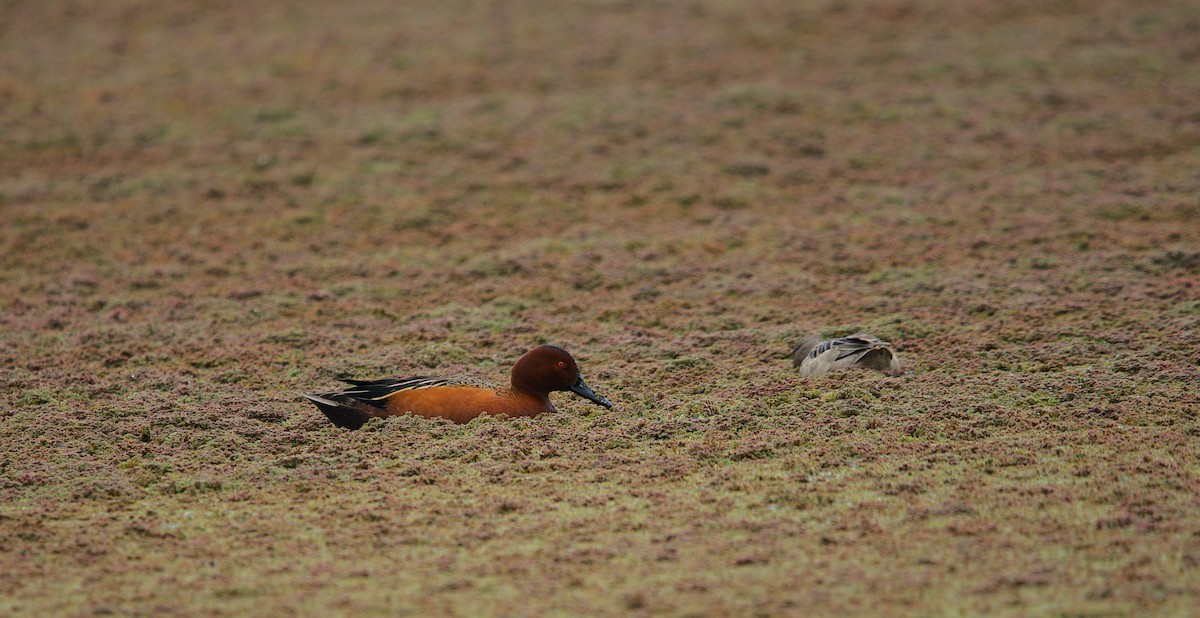 Cinnamon Teal - ML642994096