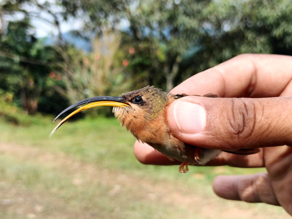 Rufous-breasted Hermit - ML642994097