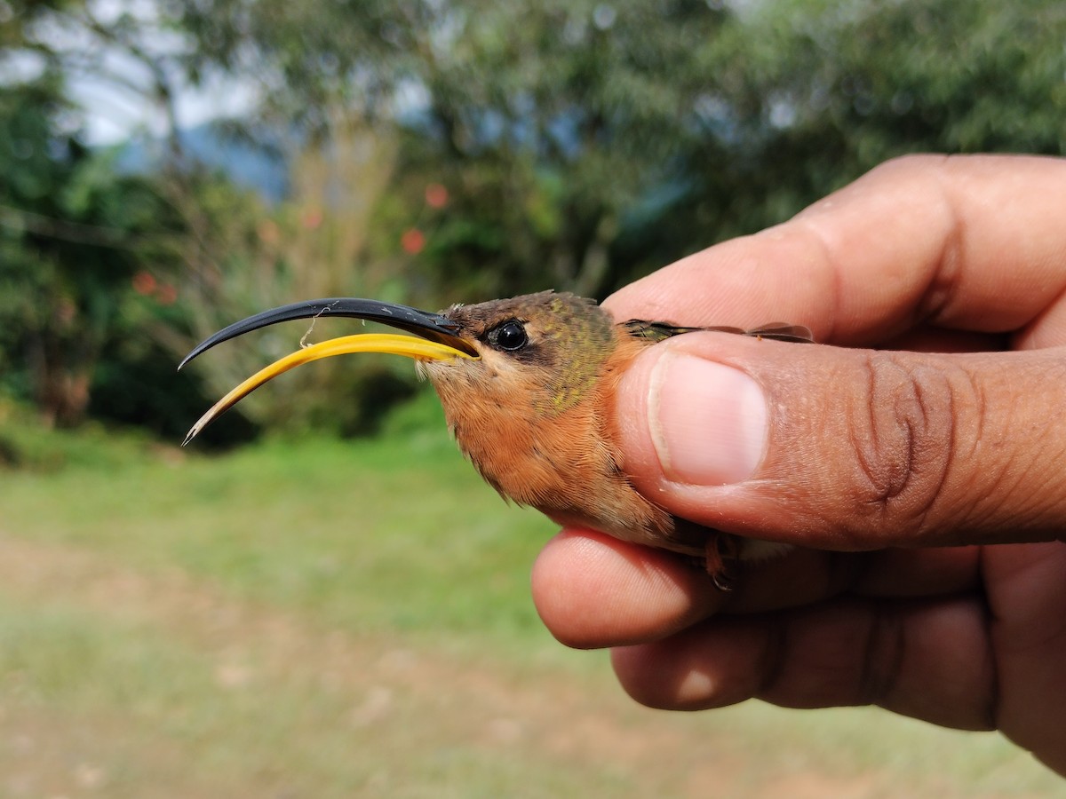 Rufous-breasted Hermit - ML642994098