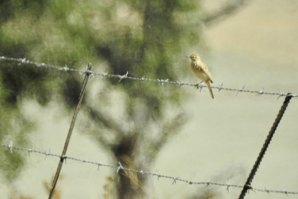 アフリカマミジロタヒバリ - ML642994104