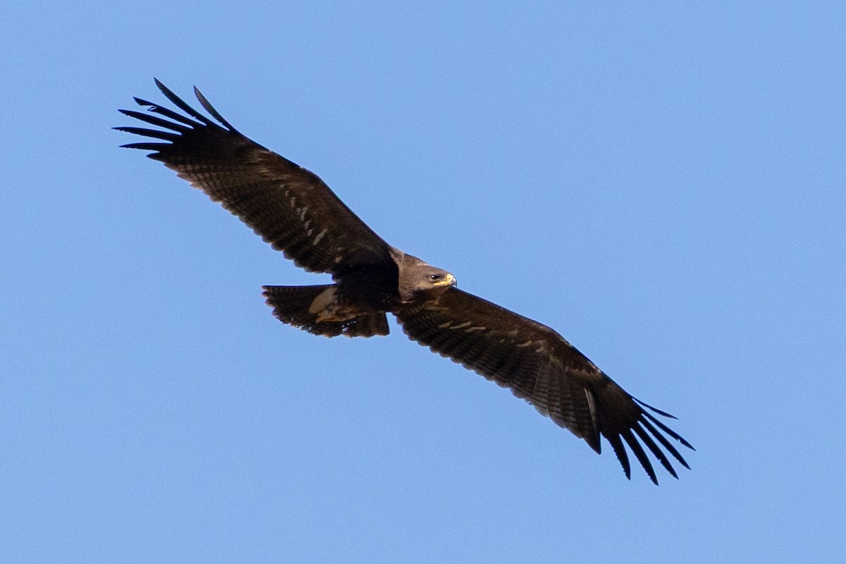 Lesser Spotted Eagle - ML642994105