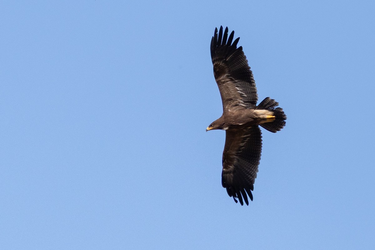 Lesser Spotted Eagle - ML642994106
