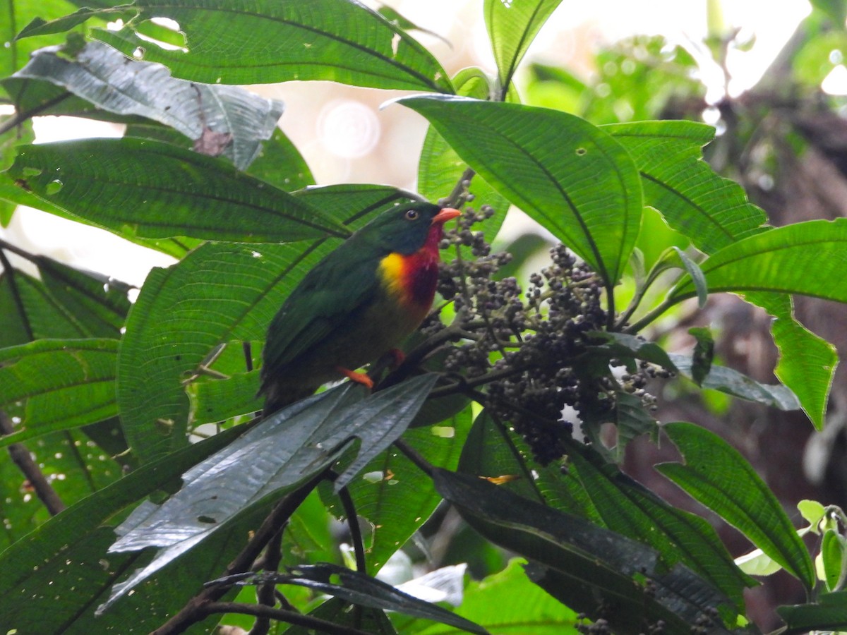 Scarlet-breasted Fruiteater - ML642994121