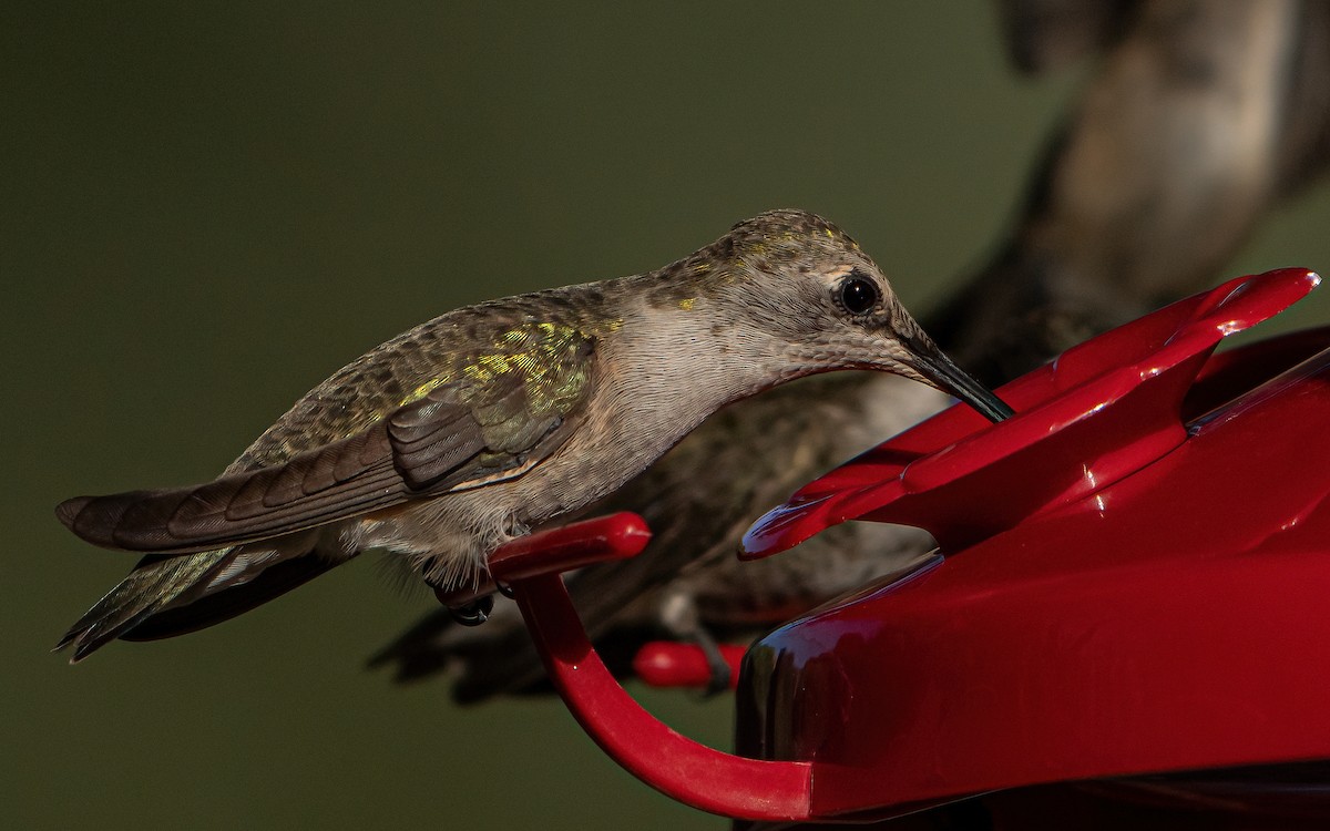 Black-chinned Hummingbird - ML642994124