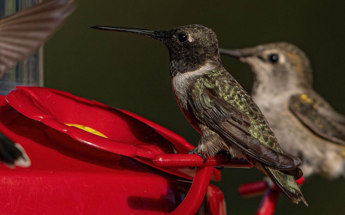 Black-chinned Hummingbird - ML642994127