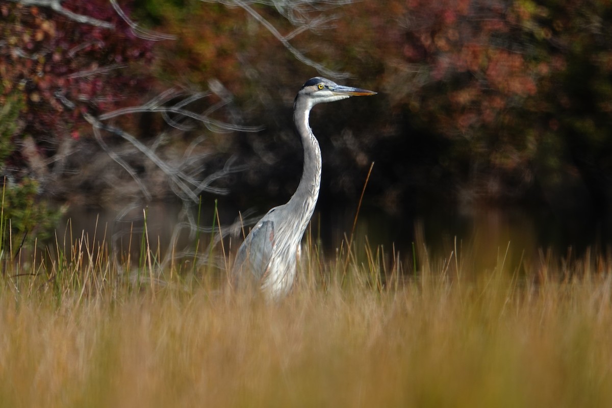 Great Blue Heron - ML642994130