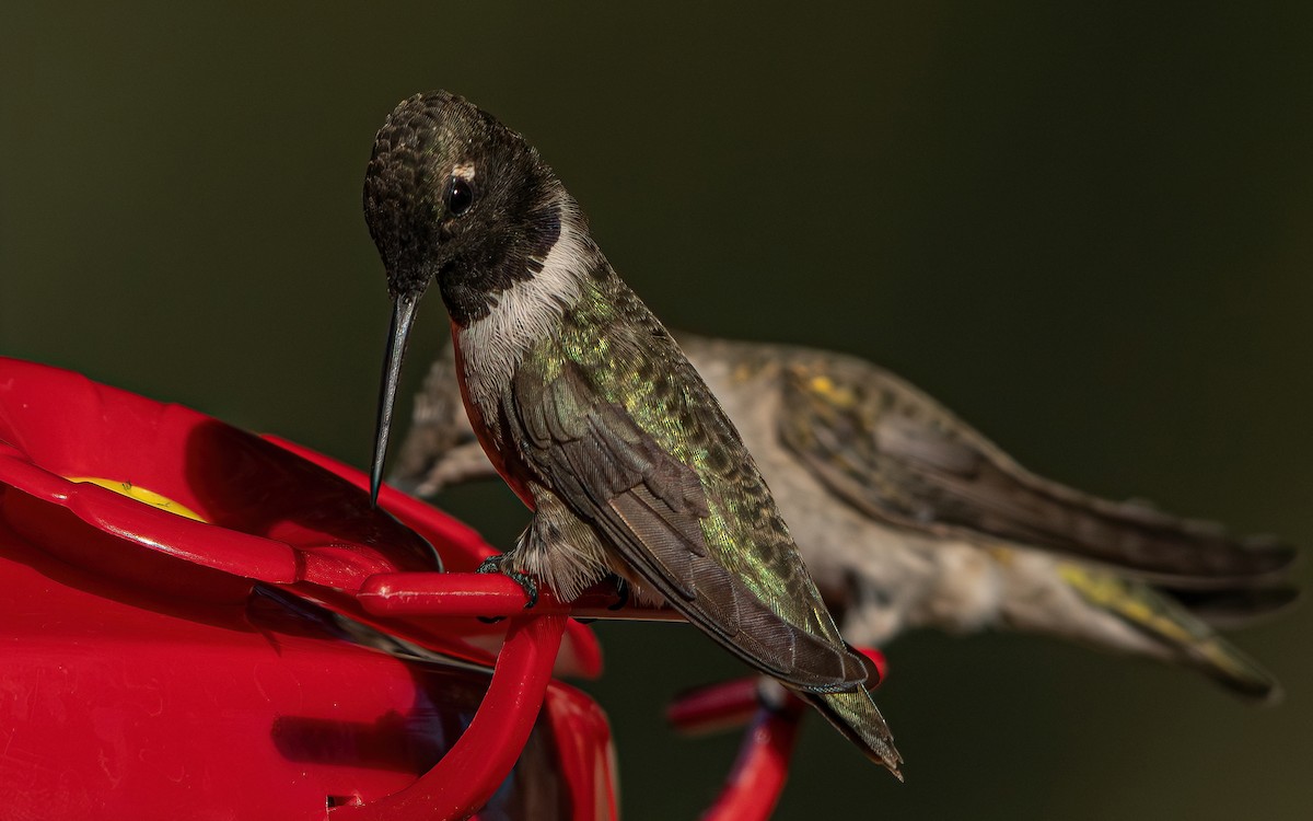 Black-chinned Hummingbird - ML642994136