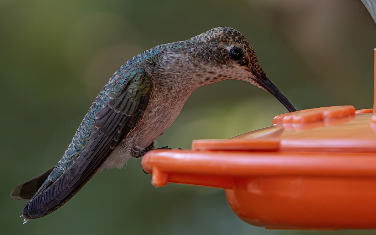 Black-chinned Hummingbird - ML642994140