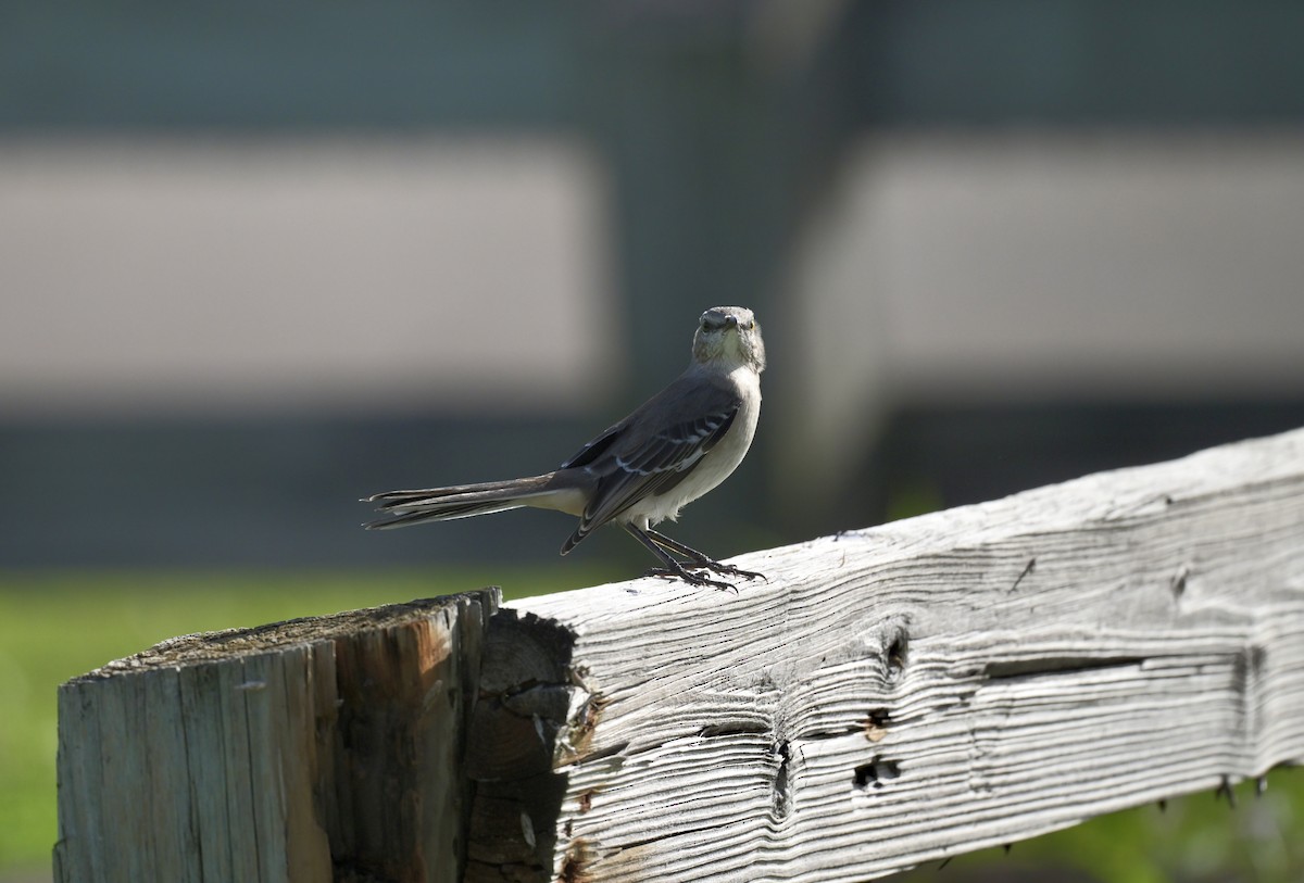 Northern Mockingbird - ML642994155