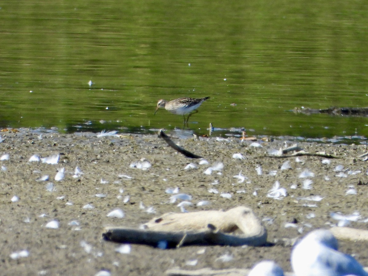 Pectoral Sandpiper - ML642994156