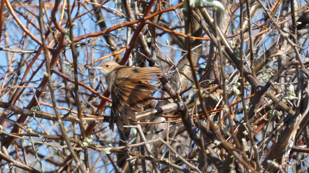 Rufous Hornero - ML642994164