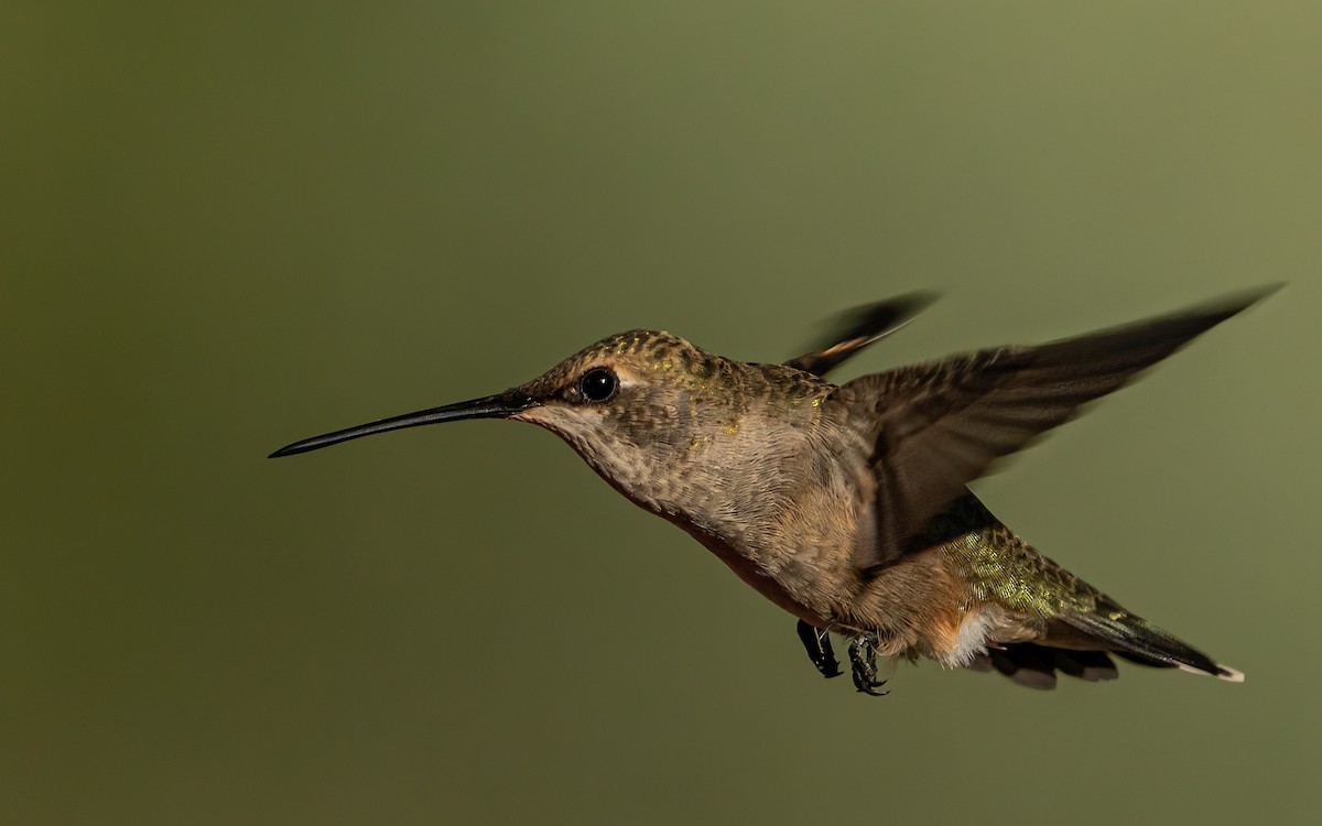 Black-chinned Hummingbird - ML642994177