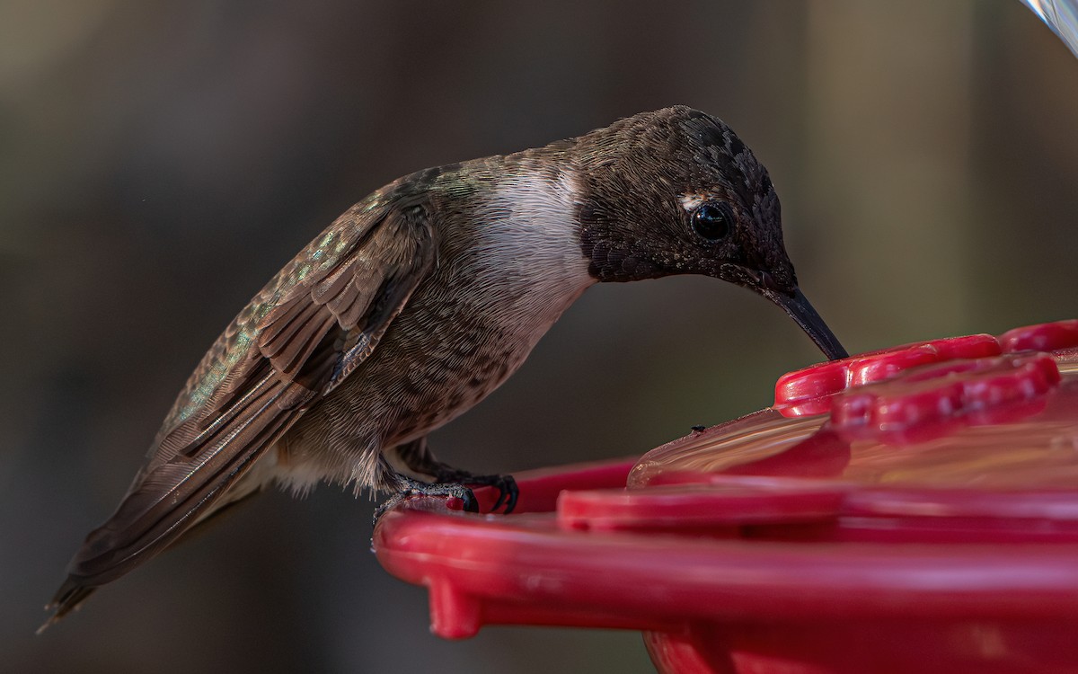 Black-chinned Hummingbird - ML642994181