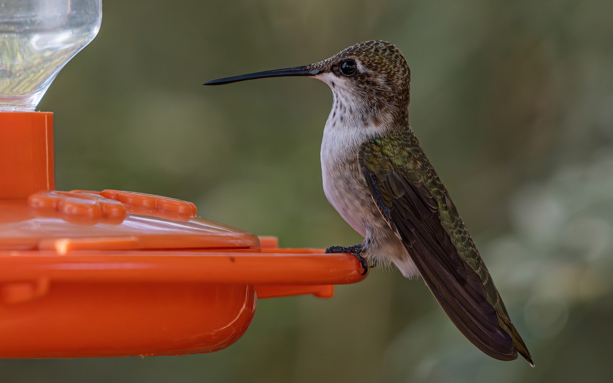 Black-chinned Hummingbird - ML642994216