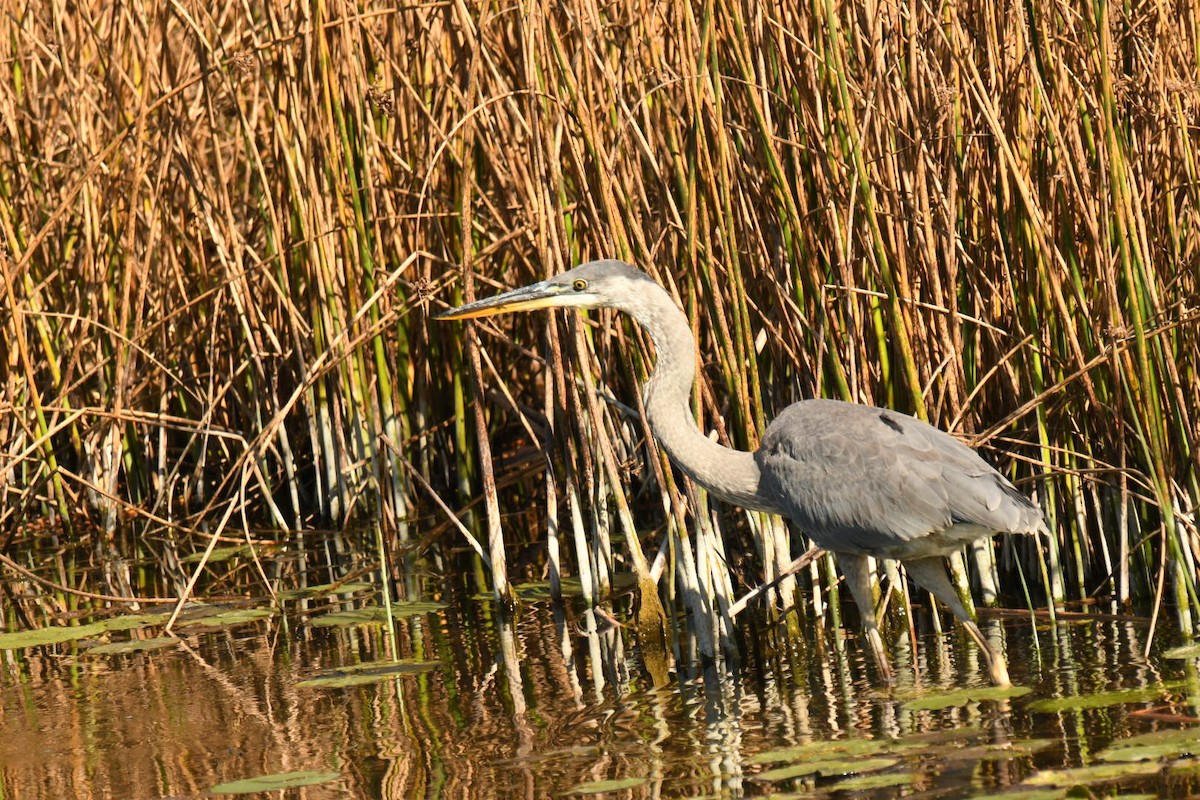 Great Blue Heron - ML642994220