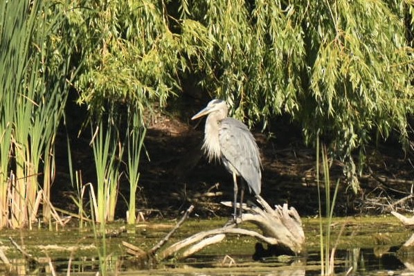 Great Blue Heron - ML642994222