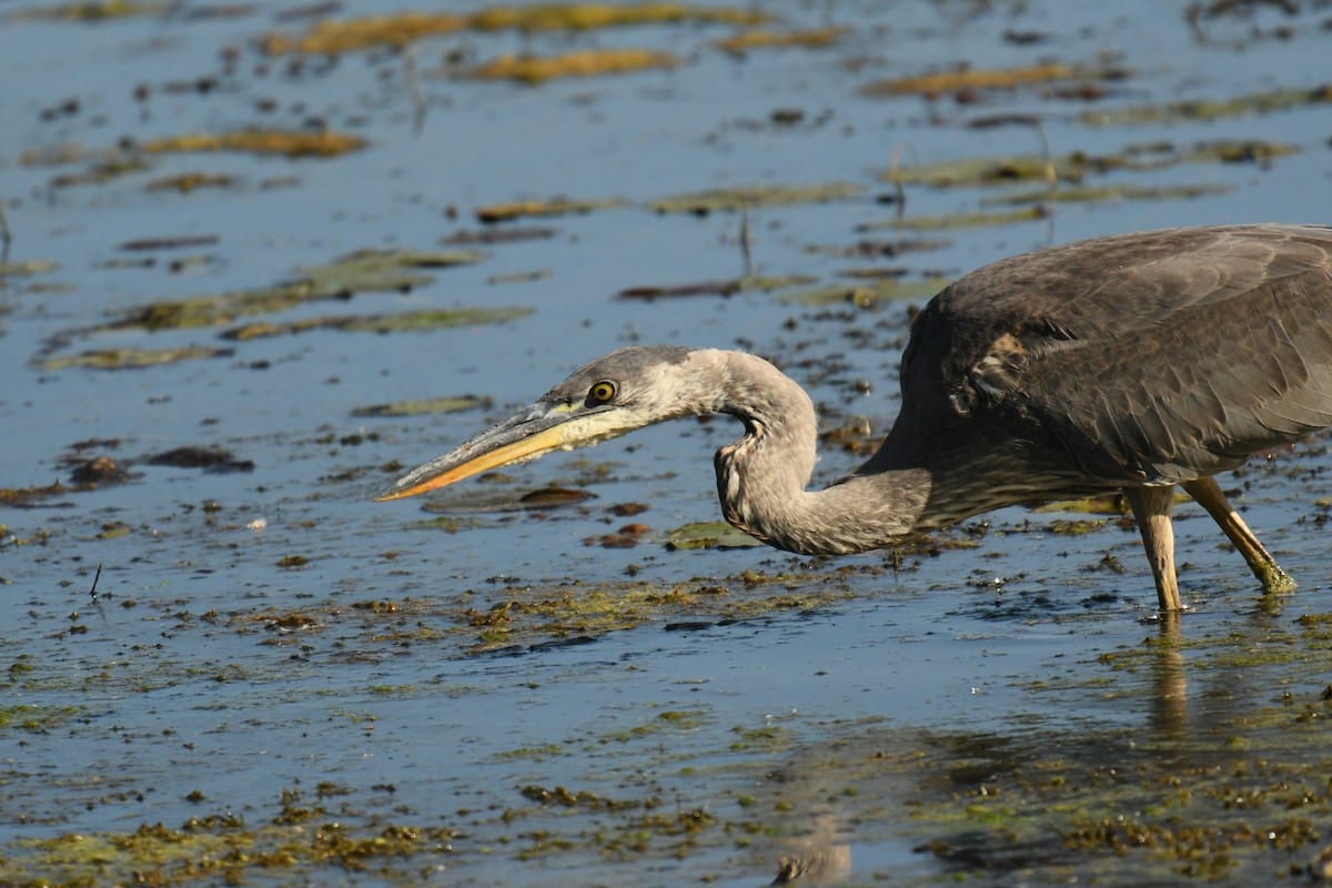 Great Blue Heron - ML642994225