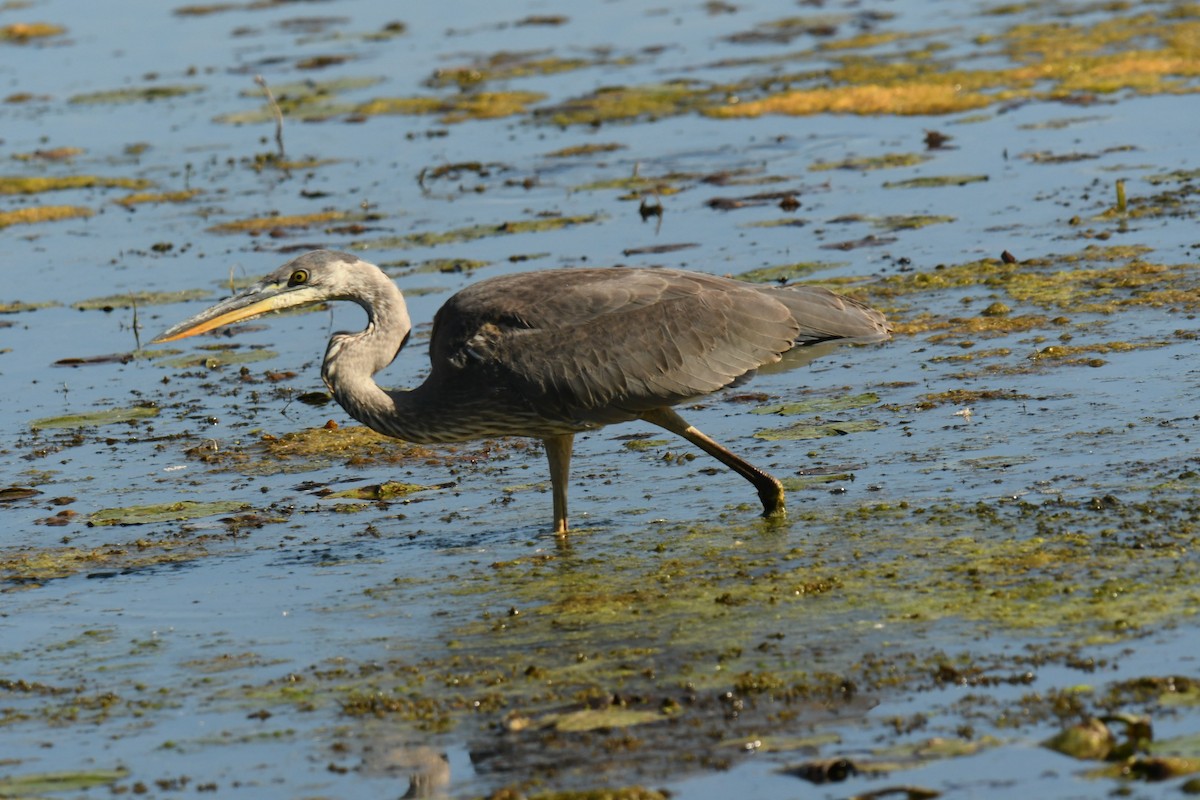Great Blue Heron - ML642994226
