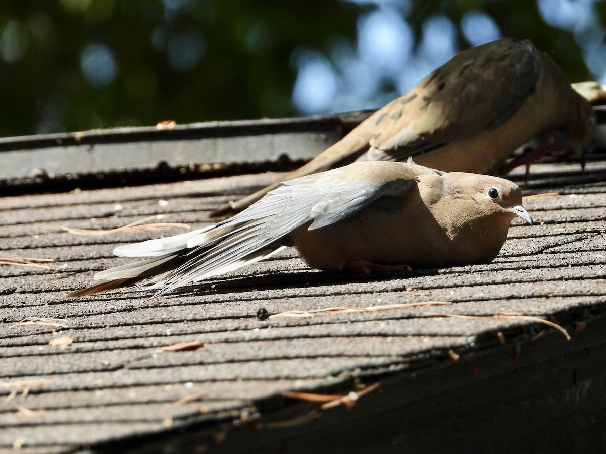 Mourning Dove - ML642994228