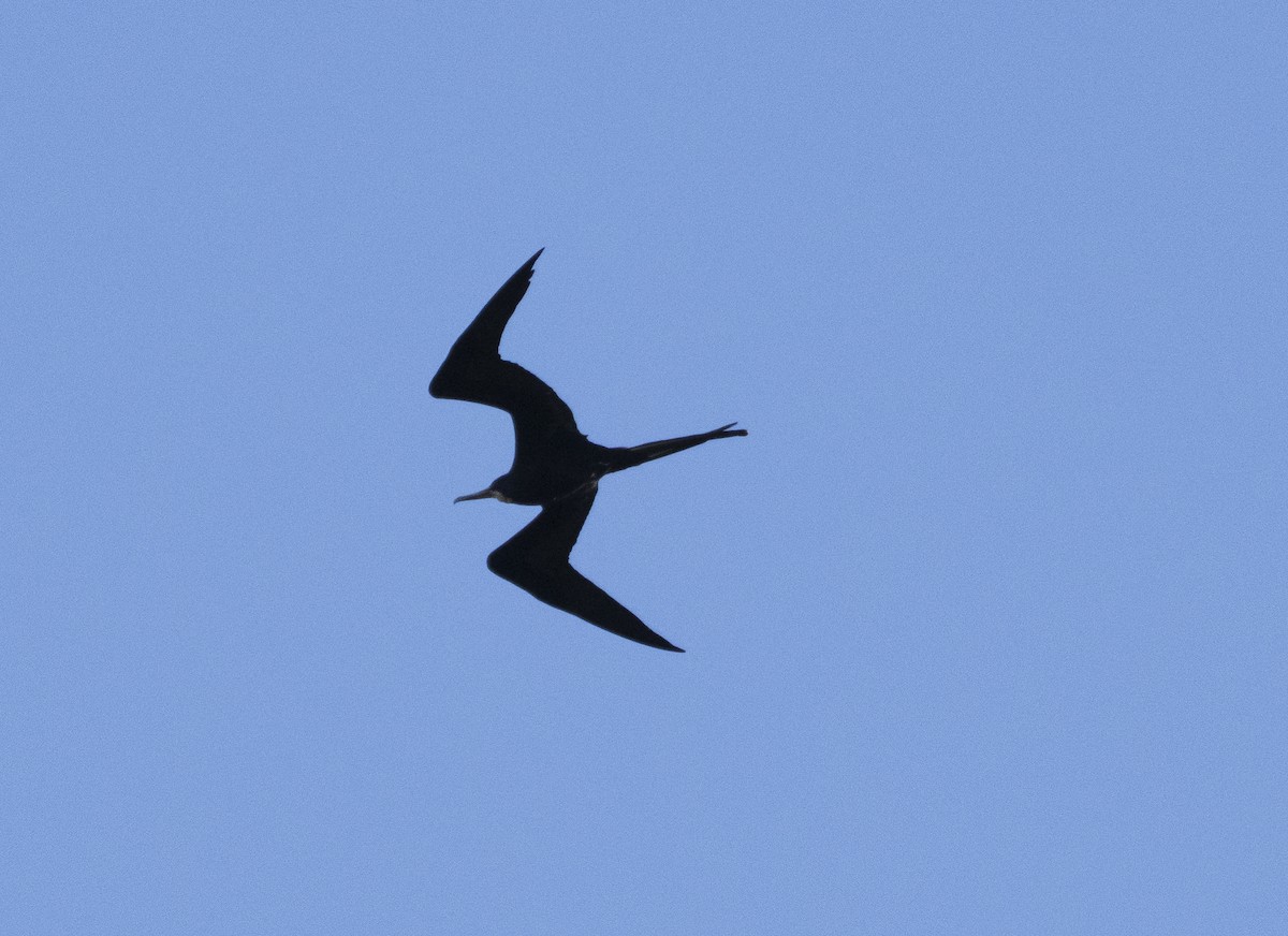Magnificent Frigatebird - ML642994231