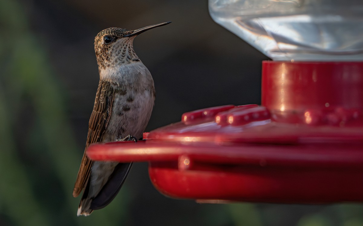 Black-chinned Hummingbird - ML642994233