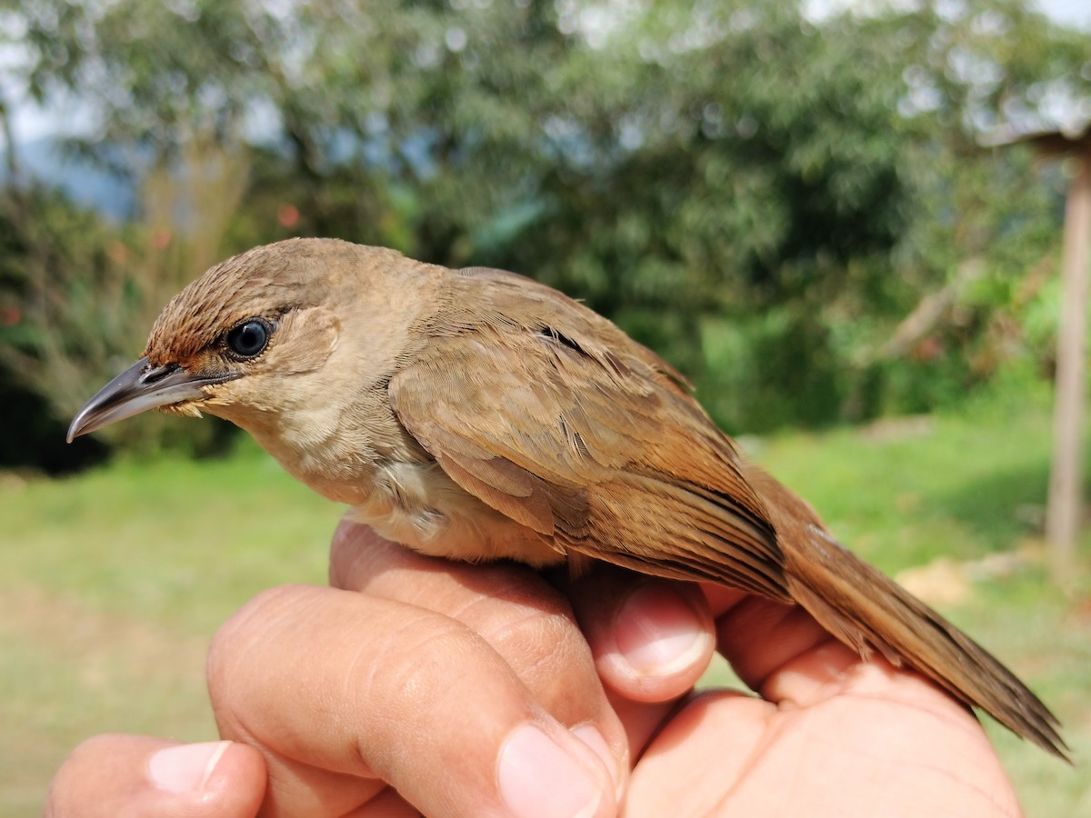 Plain Thornbird - ML642994236