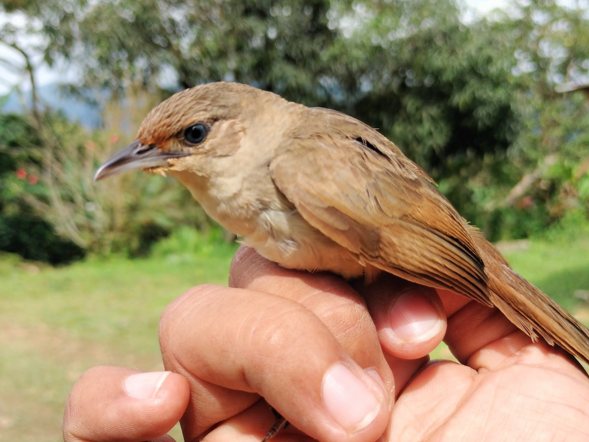 Plain Thornbird - ML642994237