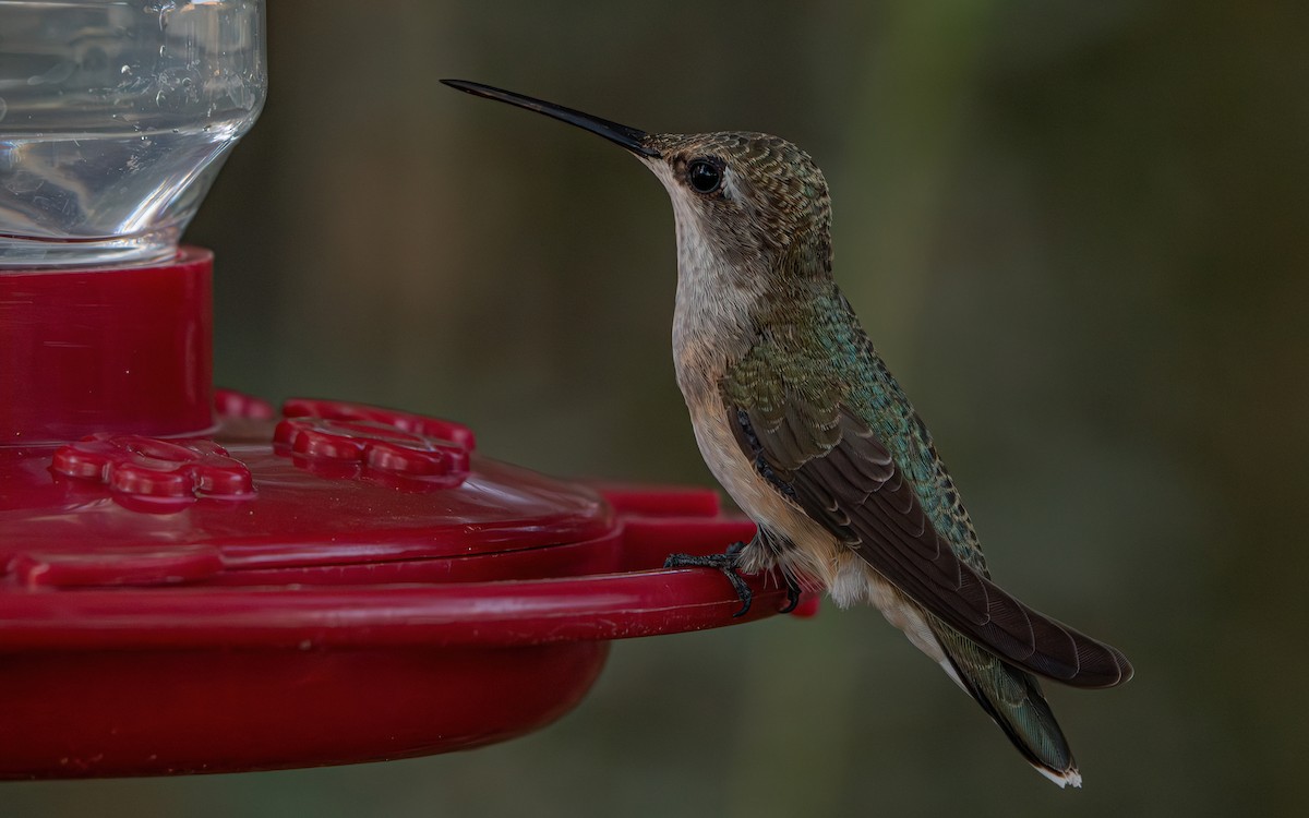 Black-chinned Hummingbird - ML642994248