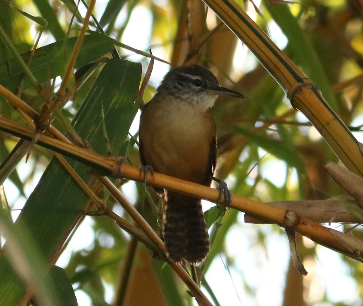 Long-billed Wren - ML642994251
