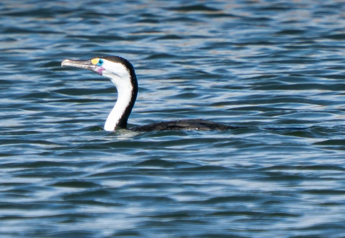 Pied Cormorant - ML642994253